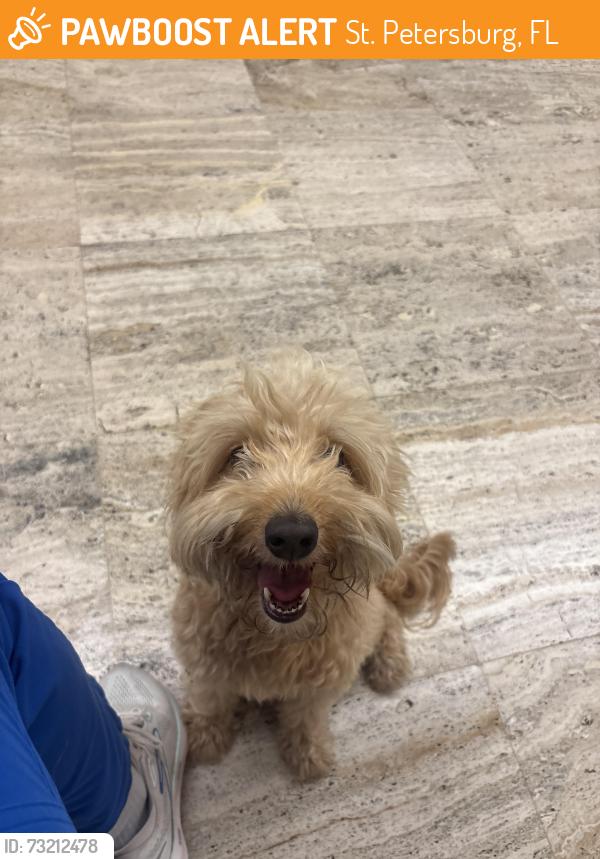 Found/Stray Female Dog last seen Elements on Third, St. Petersburg, FL 33713