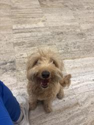 Found/Stray Female Dog last seen Elements on Third, St. Petersburg, FL 33713