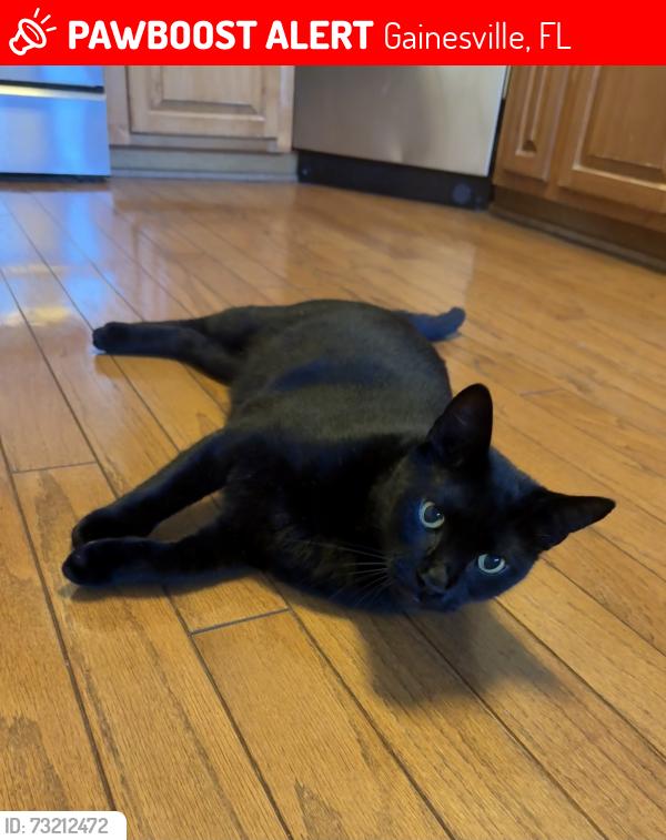 Lost Male Cat last seen Williston Road and 21st Street, Gainesville, FL 32608