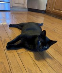 Lost Male Cat last seen Williston Road and 21st Street, Gainesville, FL 32608