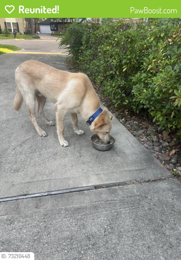 Reunited Male Dog last seen Boyce springs at Greenwoodforest, Greenwood Forest, TX 77066