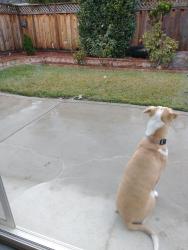 Lost Female Dog last seen Cross street by O'Reilly's auto store, Star, ID 83669