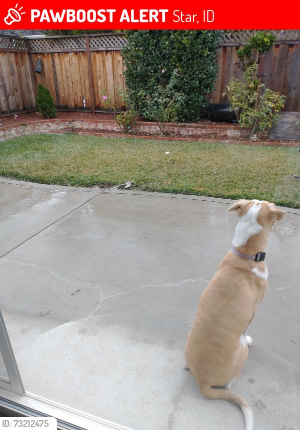 Lost Female Dog last seen Cross street by O'Reilly's auto store, Star, ID 83669