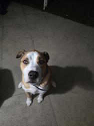 Reunited Male Dog last seen Palm drive and gala ave, Rancho Cucamonga, CA 91701