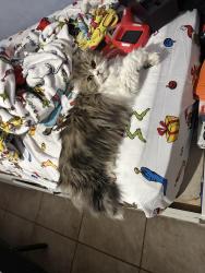 Reunited Female Cat last seen Near nw 24 ct, Miami, FL 33142