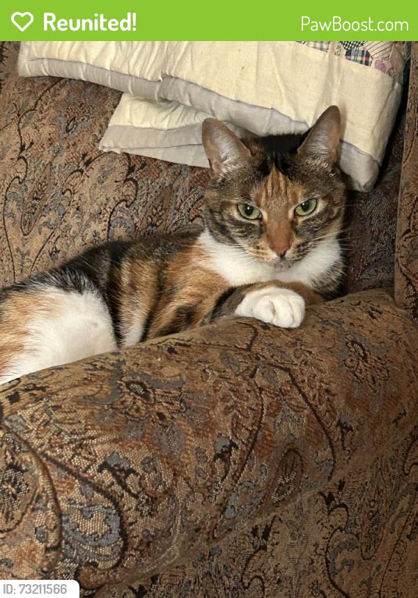 Reunited Female Cat last seen 6th st, Wilton Manors, FL 33311