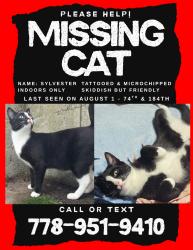 Lost Male Cat last seen Near and 184 street. Clayton Heights area, Surrey, BC V4N 5V3