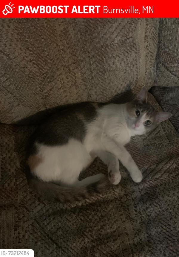Lost Female Cat last seen DAHCOHTA VIEW APTS, Burnsville, MN 55337