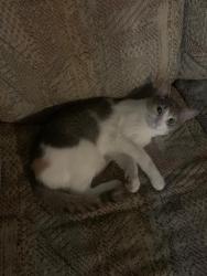 Lost Female Cat last seen DAHCOHTA VIEW APTS, Burnsville, MN 55337