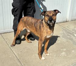 Shelter Stray Male Dog last seen , 3528 Newburg Rd, Louisville, KY 40218, USA