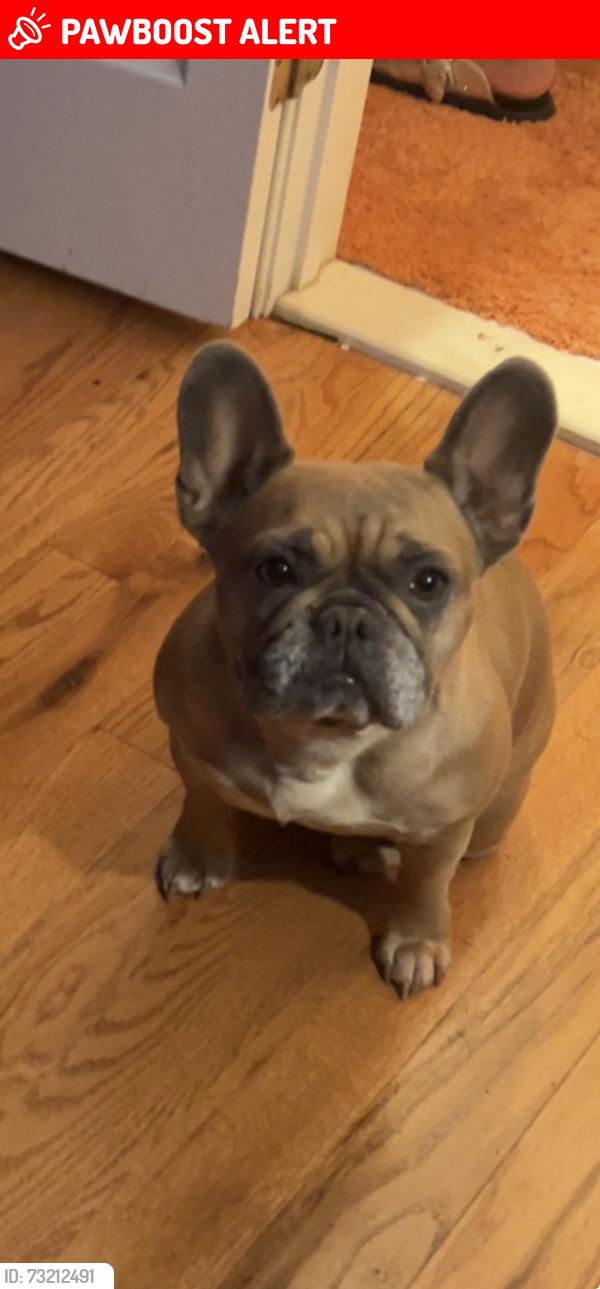 Lost Female Dog last seen Gunpowder Dr, Split Rock Ln, N Star Dr, Fort Washington, MD 20744