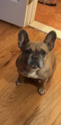 Lost Female Dog last seen Gunpowder Dr, Split Rock Ln, N Star Dr, Fort Washington, MD 20744
