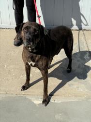 Shelter Stray Male Dog last seen , 3528 Newburg Rd, Louisville, KY 40218, USA