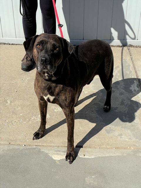 Shelter Stray Male Dog last seen , 3528 Newburg Rd, Louisville, KY 40218, USA