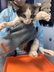 Shelter Stray Female Cat last seen Near BLOCK VICTOR ST, BAKERSFIELD CA 93308, 3951 Fruitvale Ave, Bakersfield, CA 93308, USA