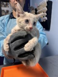 Shelter Stray Male Cat last seen Near BLOCK VICTOR ST, BAKERSFIELD CA 93308, 3951 Fruitvale Ave, Bakersfield, CA 93308, USA