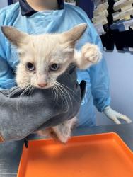 Shelter Stray Female Cat last seen Near BLOCK VICTOR ST, BAKERSFIELD CA 93308, 3951 Fruitvale Ave, Bakersfield, CA 93308, USA