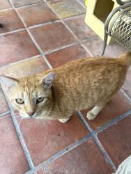 Lost Male Cat last seen Kentia Rd, S Winter Park Dr, Casselberry, FL 32707