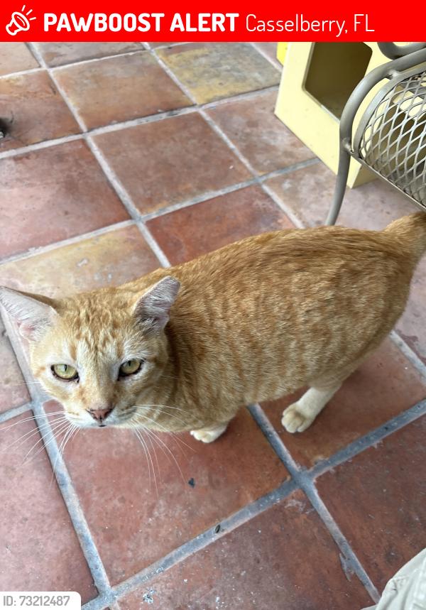 Lost Male Cat last seen Kentia Rd, S Winter Park Dr, Casselberry, FL 32707