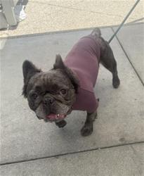 Shelter Stray Male Dog last seen Near BLOCK BLCK CHERRY AVE, LONG BEACH, CA 90813, 7700 E Spring St, Long Beach, CA 90815, USA
