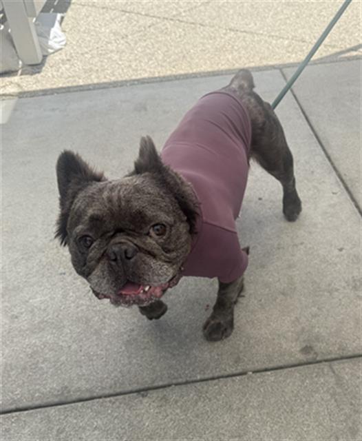 Shelter Stray Male Dog last seen Near BLOCK BLCK CHERRY AVE, LONG BEACH, CA 90813, 7700 E Spring St, Long Beach, CA 90815, USA