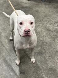 Shelter Stray Female Dog last seen SW 7TH ST & S STATE RD 7, MARGATE, FL 33068, 2400 SW 42nd St, Fort Lauderdale, FL 33312, USA