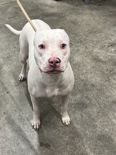 Shelter Stray Female Dog last seen SW 7TH ST & S STATE RD 7, MARGATE, FL 33068, 2400 SW 42nd St, Fort Lauderdale, FL 33312, USA