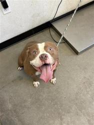 Shelter Stray Female Dog last seen Near BLOCK N FRESNO ST FRESNO CA 93703, 5277 E Airways Blvd, Fresno, CA 93727, USA