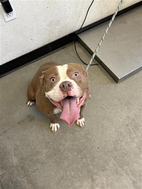 Shelter Stray Female Dog last seen Near BLOCK N FRESNO ST FRESNO CA 93703, 5277 E Airways Blvd, Fresno, CA 93727, USA