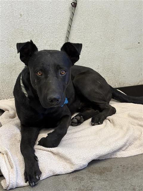 Shelter Stray Male Dog last seen Near BLOCK E JENSEN AVE FRESNO CA 93725, 5277 E Airways Blvd, Fresno, CA 93727, USA