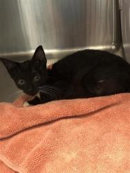 Shelter Stray Female Cat last seen Near BLOCK E ASHLAN AVE, FRESNO, CA 93726, 5277 E Airways Blvd, Fresno, CA 93727, USA