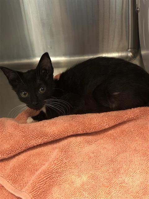 Shelter Stray Female Cat last seen Near BLOCK E ASHLAN AVE, FRESNO, CA 93726, 5277 E Airways Blvd, Fresno, CA 93727, USA