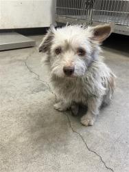 Shelter Stray Unknown Dog last seen Near BLOCK S LEE AVE, FRESNO CA 93706 4102, 5277 E Airways Blvd, Fresno, CA 93727, USA