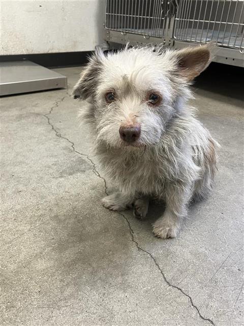 Shelter Stray Unknown Dog last seen Near BLOCK S LEE AVE, FRESNO CA 93706 4102, 5277 E Airways Blvd, Fresno, CA 93727, USA