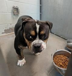 Shelter Stray Male Dog last seen HILOCHEE RIDGE RD/ CR 474, CLERMONT, 12280 County Rd 448, Tavares, FL 32778, USA