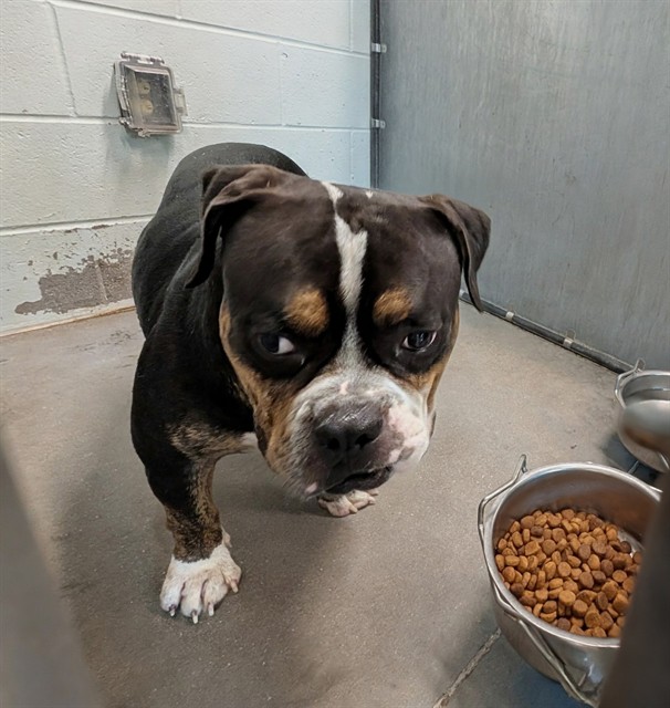 Shelter Stray Male Dog last seen HILOCHEE RIDGE RD/ CR 474, CLERMONT, 12280 County Rd 448, Tavares, FL 32778, USA