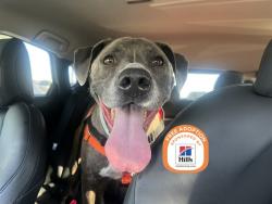 Shelter Stray Male Dog last seen YUMA/GOODYEAR, 5501 E Van Buren St, Phoenix, AZ 85008, USA