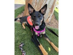 Shelter Stray Male Dog last seen N 67TH AVE/W BUTLER AVE, 5501 E Van Buren St, Phoenix, AZ 85008, USA