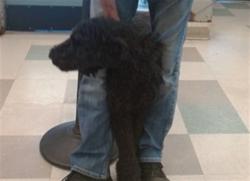 Shelter Stray Female Dog last seen 64TH AND MAY AVE, 2811 SE 29th St, Oklahoma City, OK 73129, USA