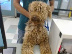 Shelter Stray Female Dog last seen 64TH AND MAY AVE, 2811 SE 29th St, Oklahoma City, OK 73129, USA