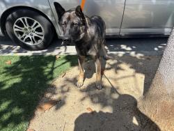 Shelter Stray Male Dog last seen 10TH/PEARL, 1640 9th St, Santa Monica, CA 90404, USA