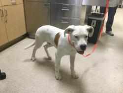 Shelter Stray Male Dog last seen VAN BUREN/BELLGRAVE, RIVERSIDE, CA, 6851 Van Buren Boulevard, Jurupa Valley, CA 92509, USA