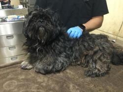 Shelter Stray Male Dog last seen Near BLOCK W LA CADENA DR, RIVERSIDE CA 92501, 6851 Van Buren Boulevard, Jurupa Valley, CA 92509, USA