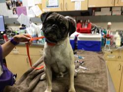 Shelter Stray Male Dog last seen ROCKINGHAM LOOP, JURUPA VALLEY, CA, 6851 Van Buren Boulevard, Jurupa Valley, CA 92509, USA