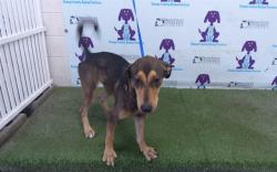 Shelter Stray Female Dog last seen , 2769 Conroy Rd, Orlando, FL 32839, USA