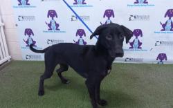 Shelter Stray Female Dog last seen , 2769 Conroy Rd, Orlando, FL 32839, USA