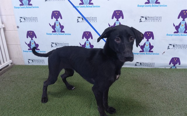 Shelter Stray Female Dog last seen , 2769 Conroy Rd, Orlando, FL 32839, USA