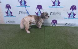 Shelter Stray Male Dog last seen , 2769 Conroy Rd, Orlando, FL 32839, USA
