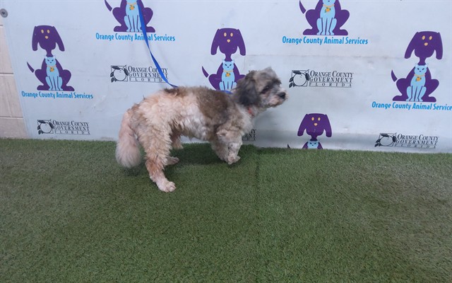 Shelter Stray Male Dog last seen , 2769 Conroy Rd, Orlando, FL 32839, USA