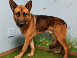 Shelter Stray Male Dog last seen , 38550 Sierra Hwy, Palmdale, CA 93550, USA